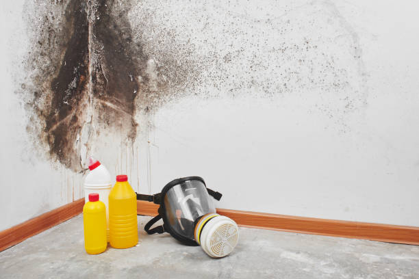 Best Professional Mold Removal  in Little Ferry, NJ
