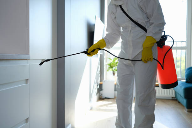 Best Mold Removal Near Me  in Little Ferry, NJ