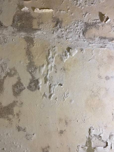 Best Toxic Mold Removal  in Little Ferry, NJ