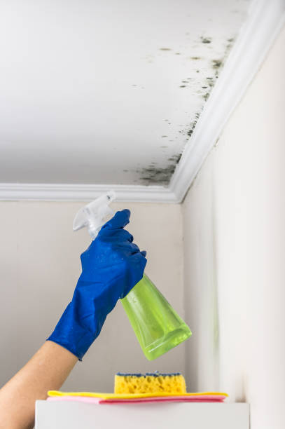 Best Fast Mold Removal  in Little Ferry, NJ